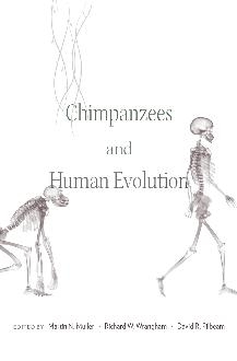 Chimpanzees and Human Evolution