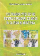 Cultivarea vitei de vie pentru struguri de masa in Oltenia si Muntenia