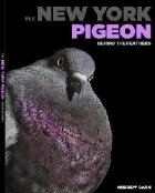 New York Pigeon