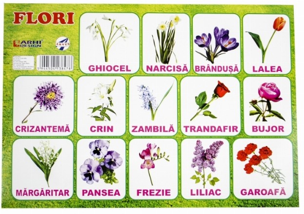 Plansa Flori A4