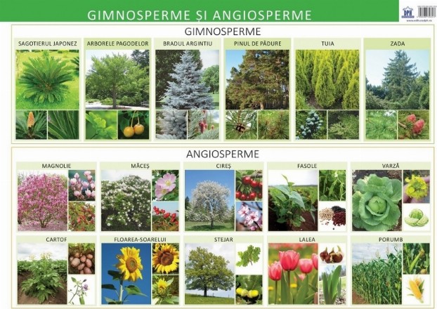 Plansa Gimnosperme si angiosperme 50x70 cm