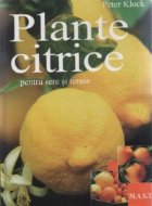 Plante citrice - pentru sere si terase