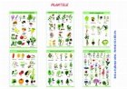 PLANTELE - set cu 6 planse color