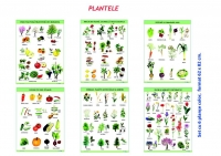 PLANTELE - set cu 6 planse color