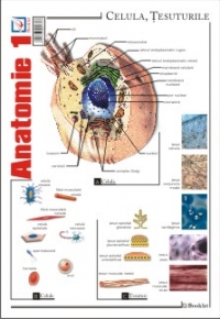 Pliant Anatomie 1