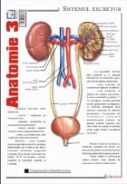 Pliant Anatomie 3