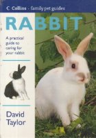Rabbit practical guide caring for