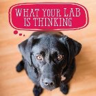 What Your Lab Is Thinking