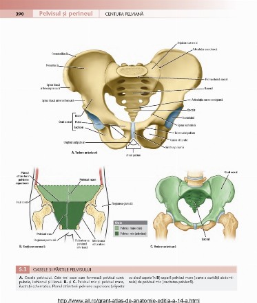 atlas_de_anatomie_grant_pdf_10.jpg